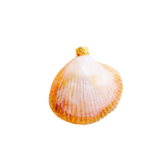 Golden Shell Ornament