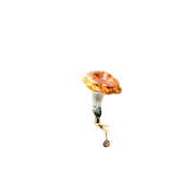 Yellow Chanterelle